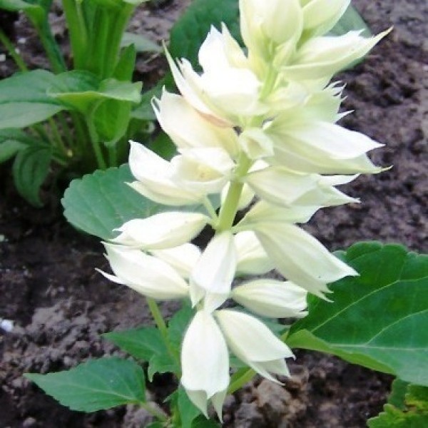 Omaxe Salvia Sizzler White seeds